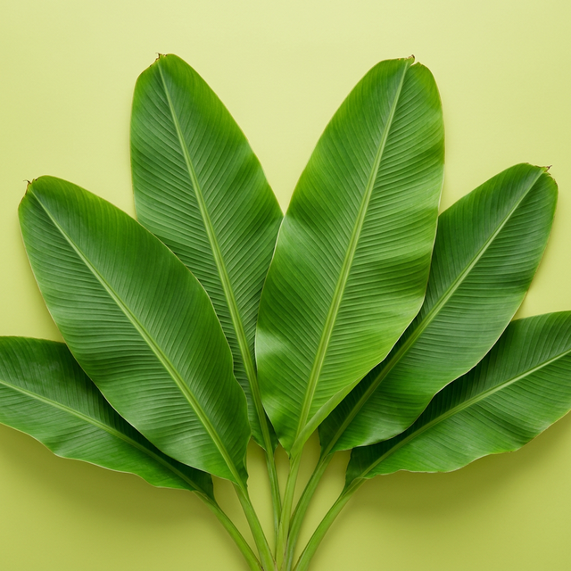Creative plant fronds representing growth